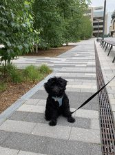 12068 Brittneys puppy at MIT North Corridor